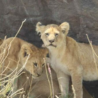Twee jonge leeuwen, een die recht in de camera kijkt en een die naar beneden kijkt, bij een rotsformatie op de achtergrond.