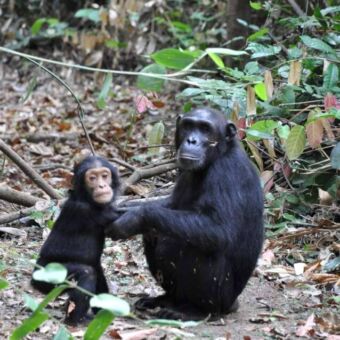 baby chimpansee en moeder die elkaars handen vast hebben en je aankijken