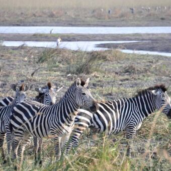 Groepje zebra's die in het gras staan en daarachter is een rivier en veel vogels