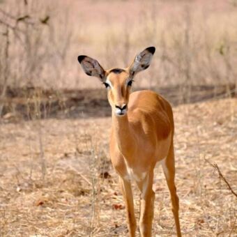 bruine antiloop die je aankijkt