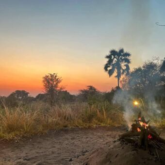 Kampuur bij een ondergaande zon met op de achtergrond de oranje lucht en palmbomen in Katavi