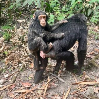 Jonge chimpansee die bij zijn moeder op de rug zit en loopt in de bossen bij Mahale Tanzania