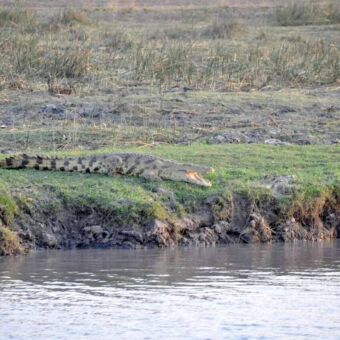 op de de groen oever bij de rivier ligt een grote krokodil met de bek open