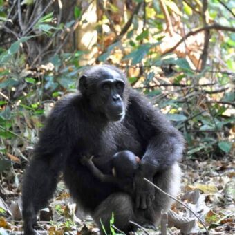 Vrouwtjes chimpansee met het baby zittend in het bos