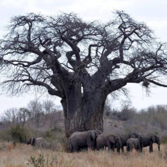 Onder een grote baobab staat een grote groep olifanten in de schaduw dichtbij elkaar