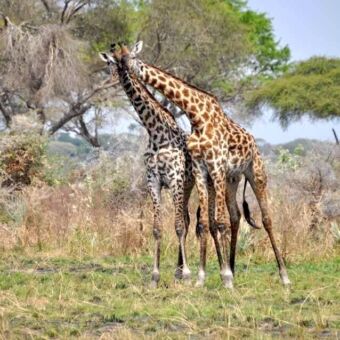 Twee giraffen in het groene gras en de koppen dicht tegen elkaar aan
