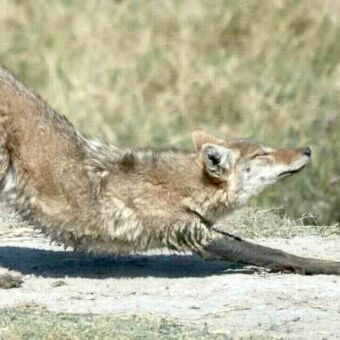 Vos die zich uitrekt