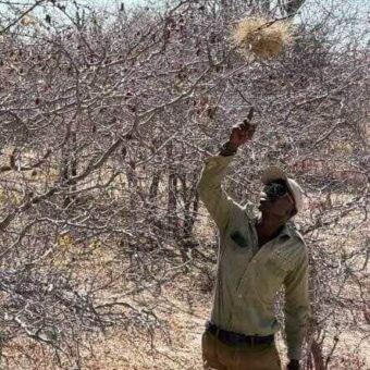 man die gids is wijst naar een nest van een vogel die in de boom hangt