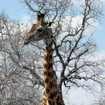 Nek en hoofd van giraf met daarachter de takken van een boom