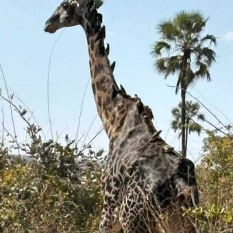 magere giraf die in het hoge gras staat. Op zijn nek en rug veel parasiet vogels