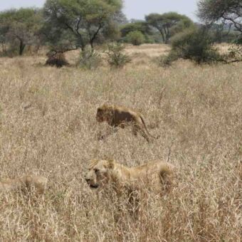 Groep leeuwen die door het goudgele hoge gras lopen