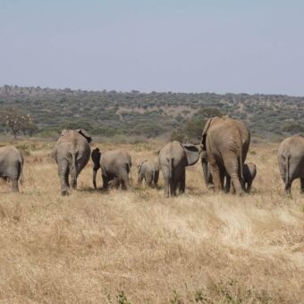 grote groep olifanten die van je af lopen over de vlaktes van de Serengeti