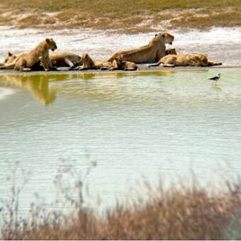 Water op de voorgrond en een groep leeuwen die aan de waterkant liggen