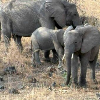Drie olifanten die in een dor landschap naar je toe lopen. Eentje is nog heel jong