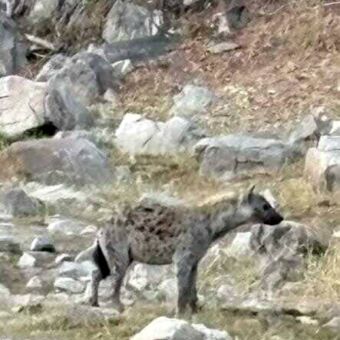 Tussen alle maal rotsblokken staat een hyena in Ruaha