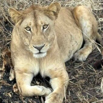 Leeuwin vlakbij die je recht aankijkt