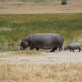 Bij een waterpoel loopt een aan de kant een volwassen nijlpaard moeder met daarachter een jong nijlpaard