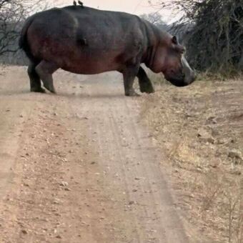 Op de weg staat een nijlpaard met twee vogels op de rug