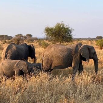 Groepje olifanten in het hoge goudgele gras in Tarangire