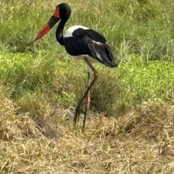 Zadelbekooievaar die in het gras loopt op zoek naar voedsel