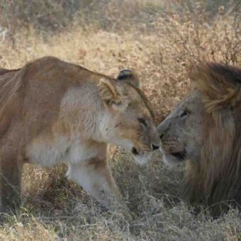 Leeuwin en mannetjes leeuw met de neuzen tegen elkaar