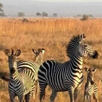 In het gouden gras staan vier zebra's je deels aankijkend. Ook is er een hele kleine zebra bij