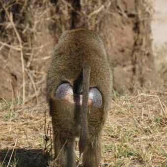 Baboon dier van je afloopt en daardoor zie je goed zijn niet behaarde zitvlak