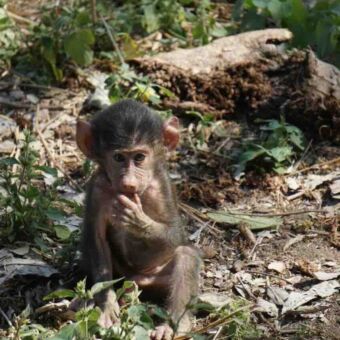 baby baboon zittend op de grond en de duim in de mond