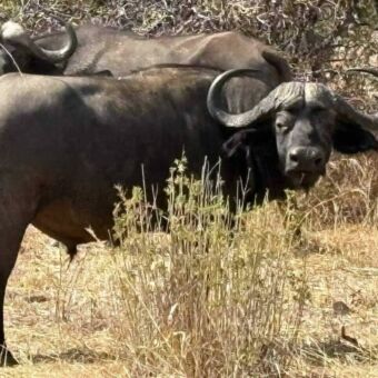 Grote buffel op de voorgrond en daarachter nog een. Beide kijken je recht aan
