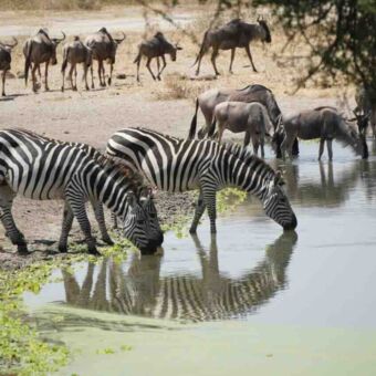 Bij een waterpoel drinkende zebra's en gnoes met op de achtergrond gnoes die weglopen
