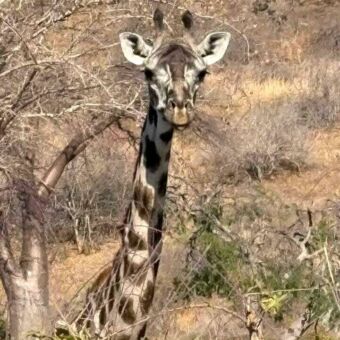 Vanaf de nek kijkt een een giraf je recht aan in Ruaha