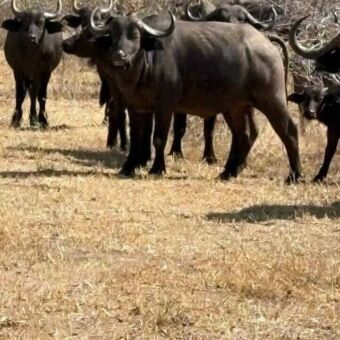 Groep buffalo's die je allemaal aankijken in Ruaha National Park Tanzania