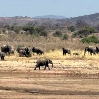 Rivierbedding met nog een klein beetje water met daarachter een grote groep olifanten in Ruaha