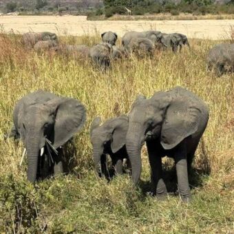 Drie olifanten waarvan een kleintje eten en daar achter nog een grote groep olifanten bij de over van een drooggevallen rivier