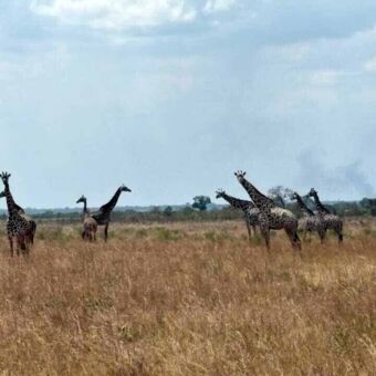 Grote groep giraffes die in het goud gele gras staan in Mikumi