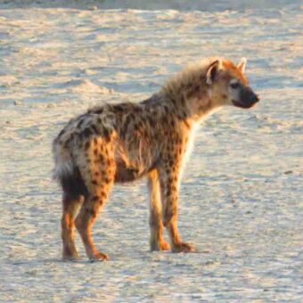 Hyena staand in het zand en die op zij kijkt met gekleurd licht van een zonsondergang