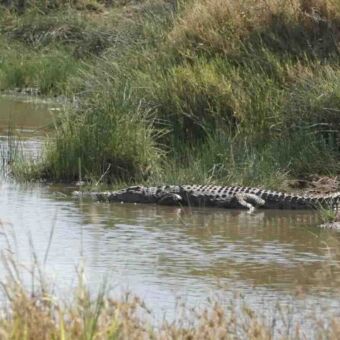 Waterpoel met aan de oever half in het water een krokodil