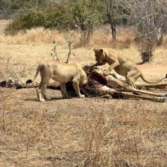 Karkas van een gedode giraf met een leeuw die aan het eten is en een andere leeuw die op de achterkant van het karkas staat