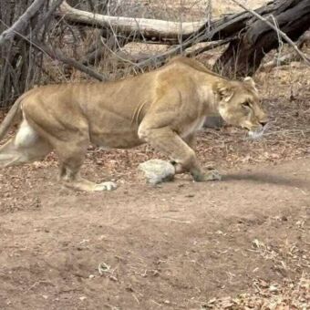 Leeuwin die een prooi besluipt in Ruaha National Park