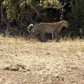 luipaar die door het gel gras loopt in Ruaha
