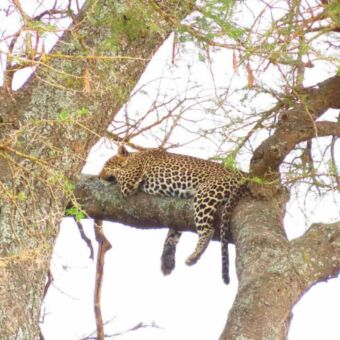 Luipaard slapend en lang uit liggend op een tak in een boom