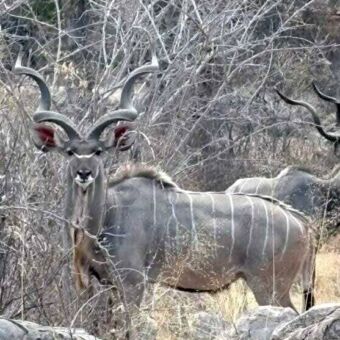 Mannetjes kudu die tussen het dorre struikgewas en rotsen staat en je aankijkt
