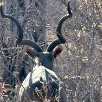 Mannetjes kudu van achteren met een heel groot gewei in Ruaha