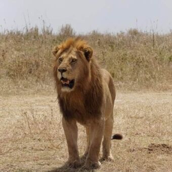 Mannetjes leeuw aan de kant van de weg