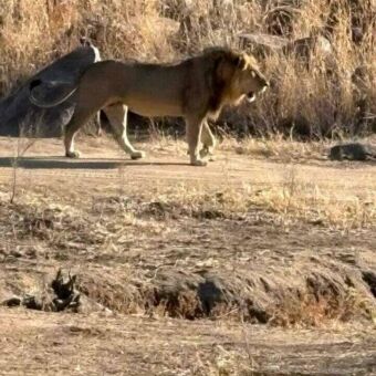 ode voorgrond zand en verder op een mannetjes leeuw aan de wandel
