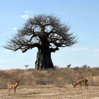 Twee gazelles op de voorgrond met daarachter een baobab