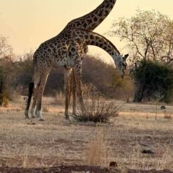 Twee giraffes die naast elkaar staan. Een buigt naar beneden naar de grond.