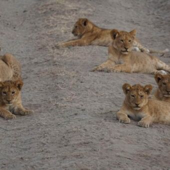 zeven welpjes die in het zand liggen en om zich heen kijken