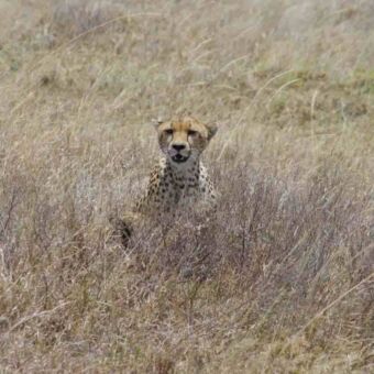 Cheeta die net met zijn kop en schouders boven het hoge goudgele gras uitkomt