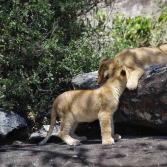 Twee welpjes die op de rotsen aan het spelen zijn